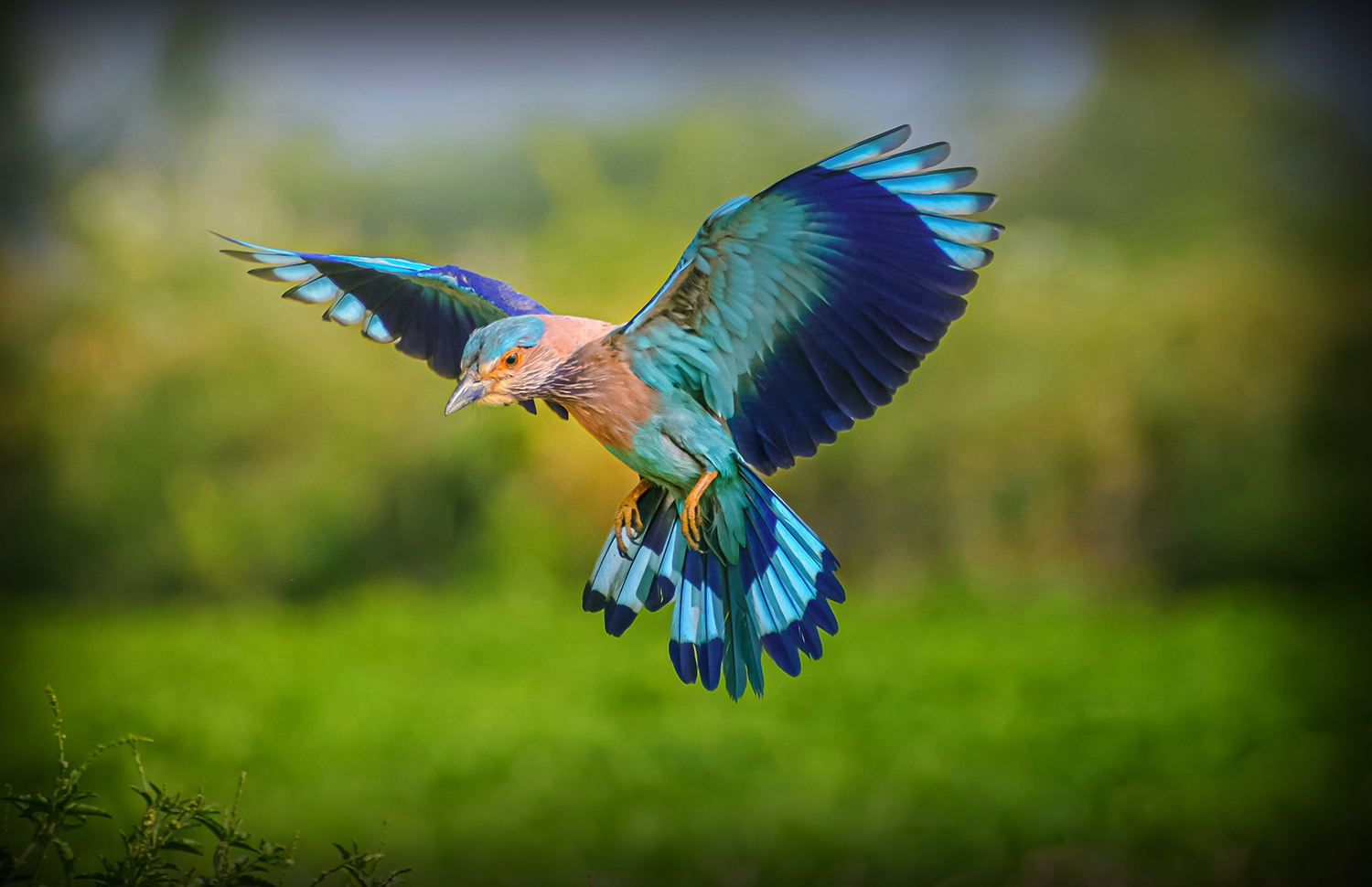 Kanha Indian Roller